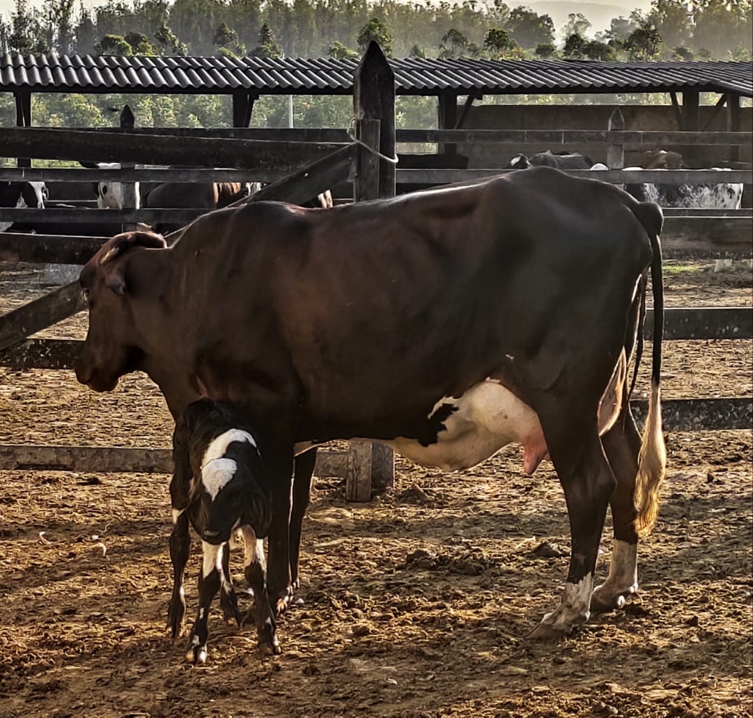 Bovinocultura Bovinocultura