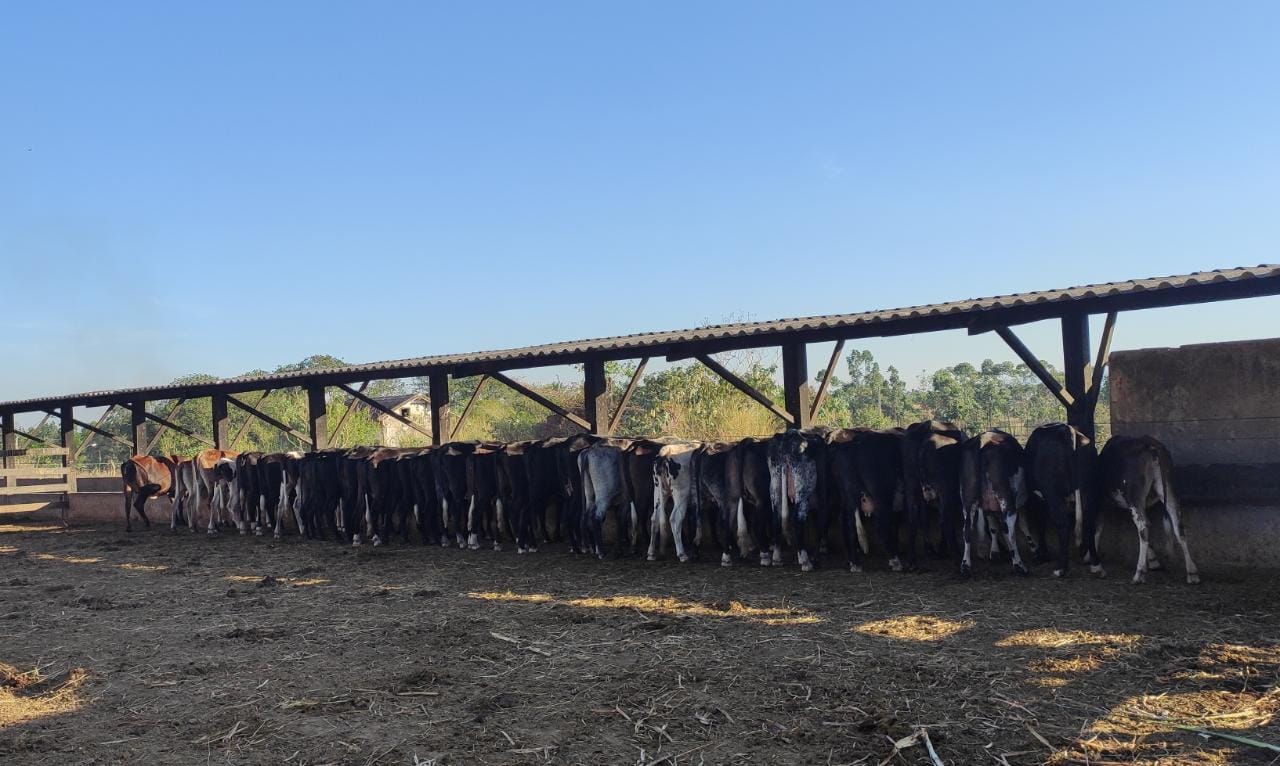 Bovinocultura Bovinocultura