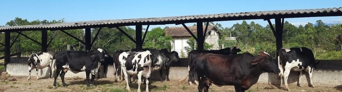 Setor de bovinocultura